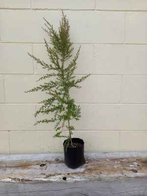 Leptospermum scoparium - Manuka