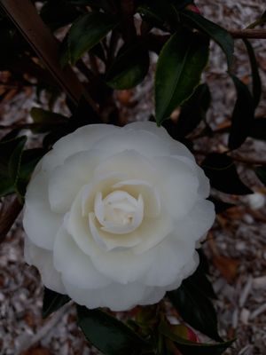 Camellia &#039;Early Pearly&#039;