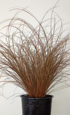 Carex comans Red - Bronze Nz Hair Sedge