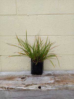 Cyperus ustulatus - Giant Umbrella Sedge