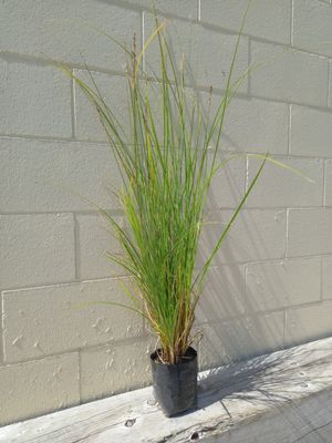 Carex virgata - Pukio - Swamp Sedge