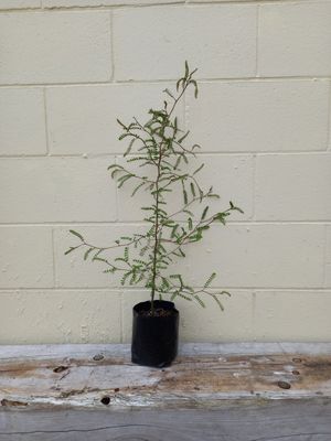 Sophora microphylla - Kowhai