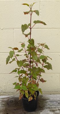 Aristotelia serrata - Makomako - Wineberry