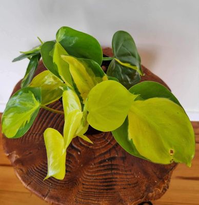 Philodendron Scandens &lsquo;Brazil&rsquo;