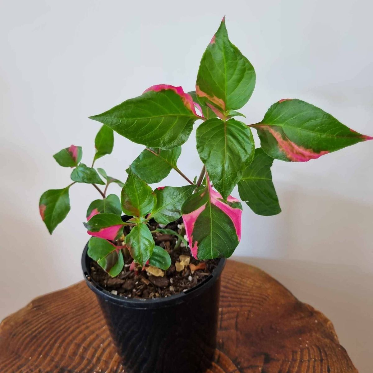 Alternanthera 'Party Time Plant', Houseplants