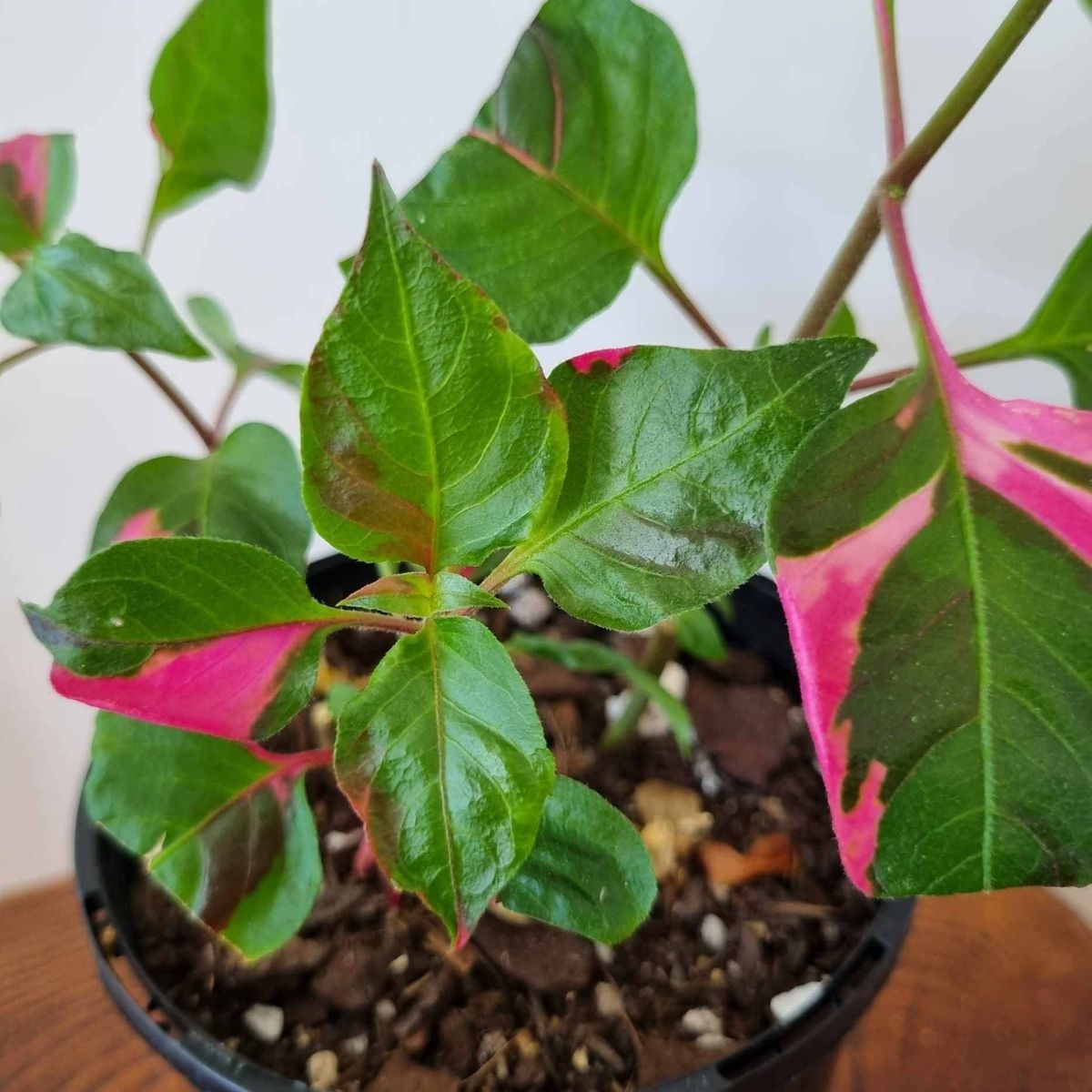 baobab plant for sale Adansonia digitata – Baobab Tree for Containers