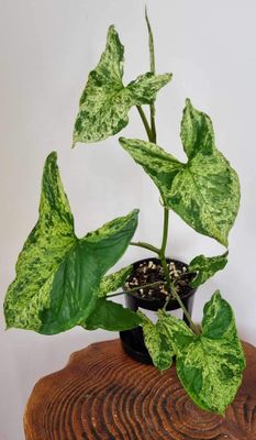 Syngonium Podophyllum &lsquo;Mojito&rsquo;