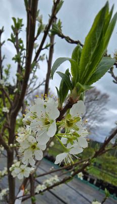 Plum Hawera