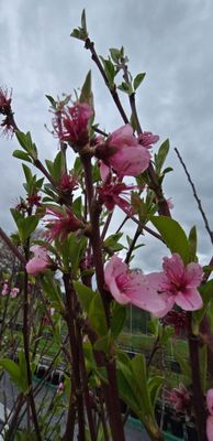 Peach Flatto&trade; &lsquo;Sweet Bonnet&rsquo;&trade;