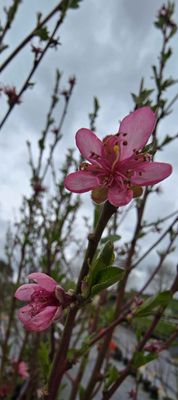 Nectarine Snow Queen