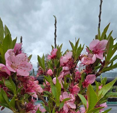 Nectarine Garden Delight