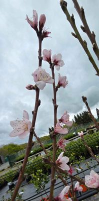 Peach Golden Queen