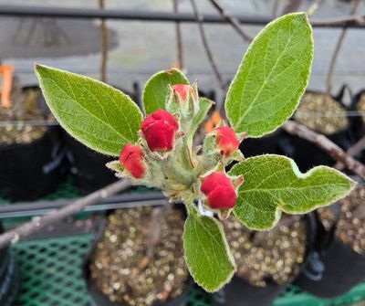 Apple Braeburn Dwarf