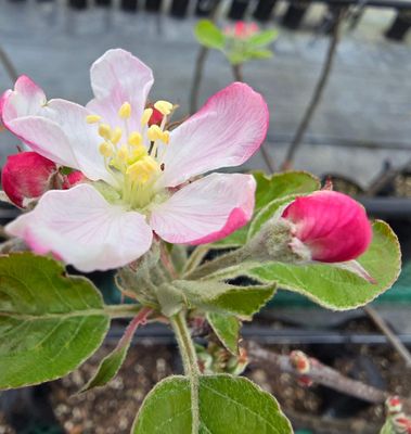 Apple Lady in Red (Pink Lady&reg;)