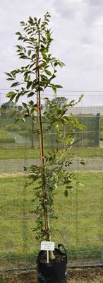 Fraxinus excelsior - European/Common Ash