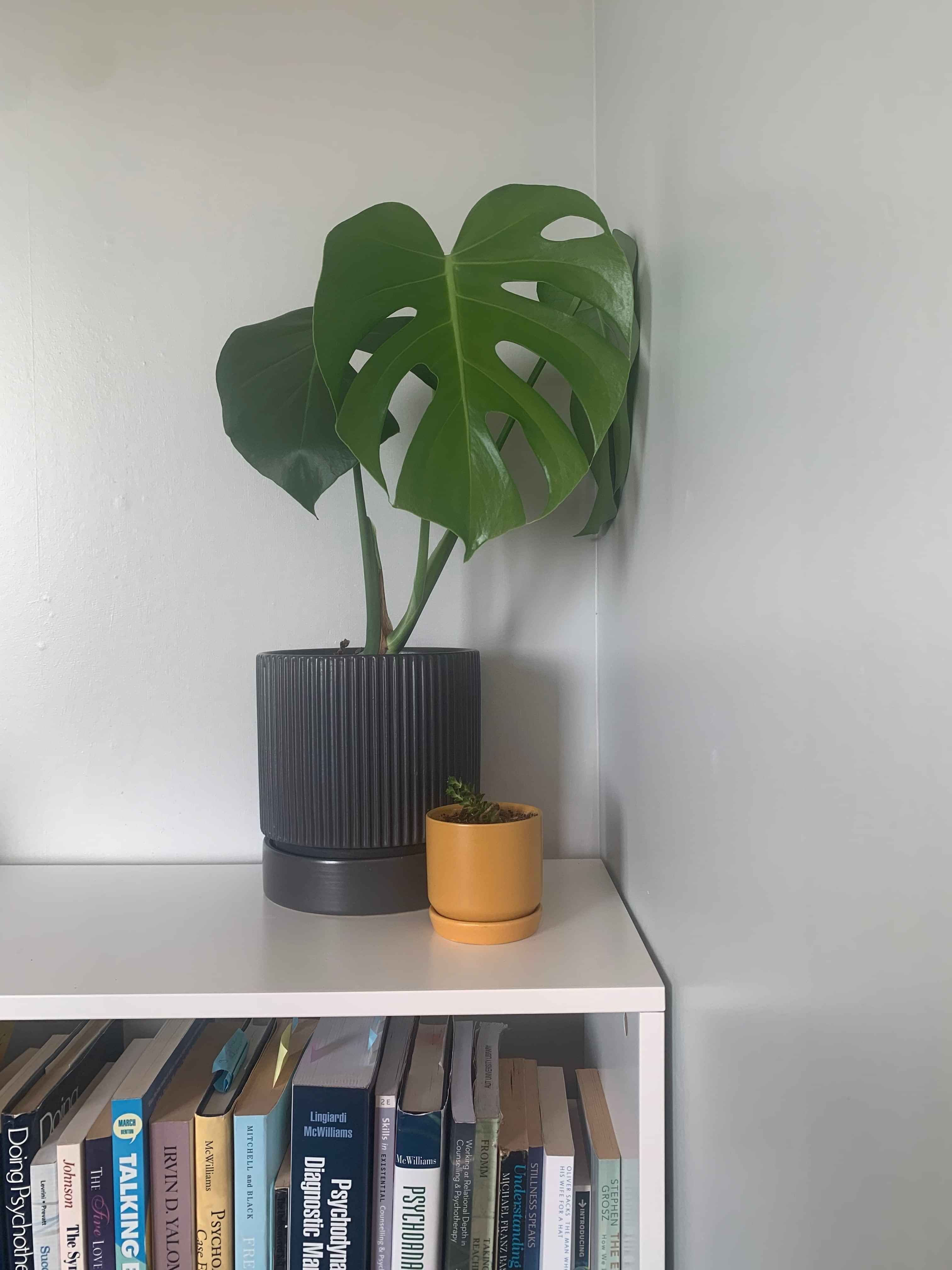 Plants in psychotherapy room
