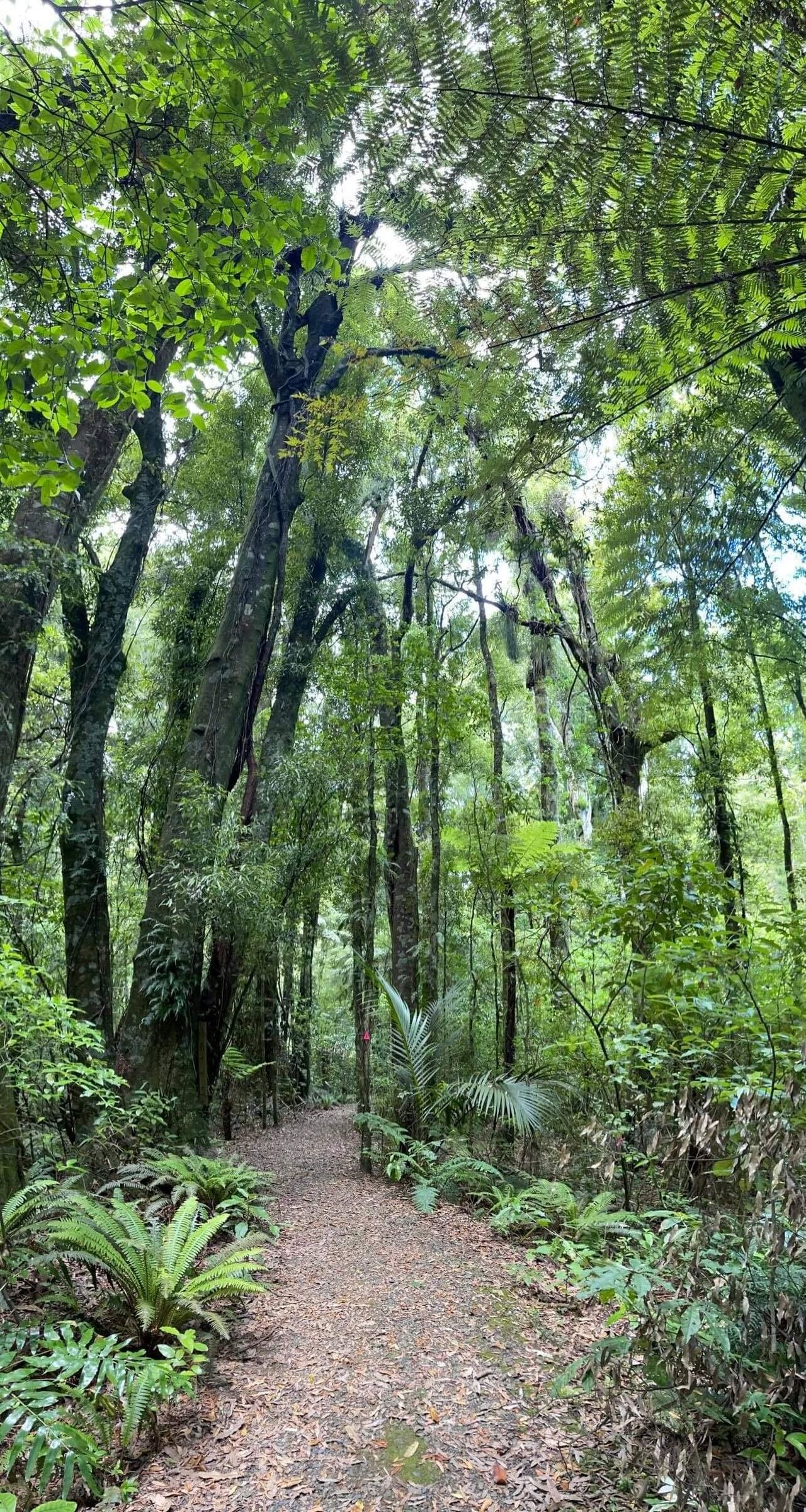 The Bush Boardroom | A walking meeting that sparked an idea