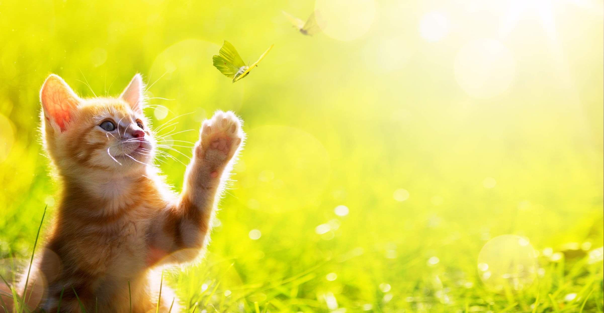 Kitten after using BPM Cat Litter