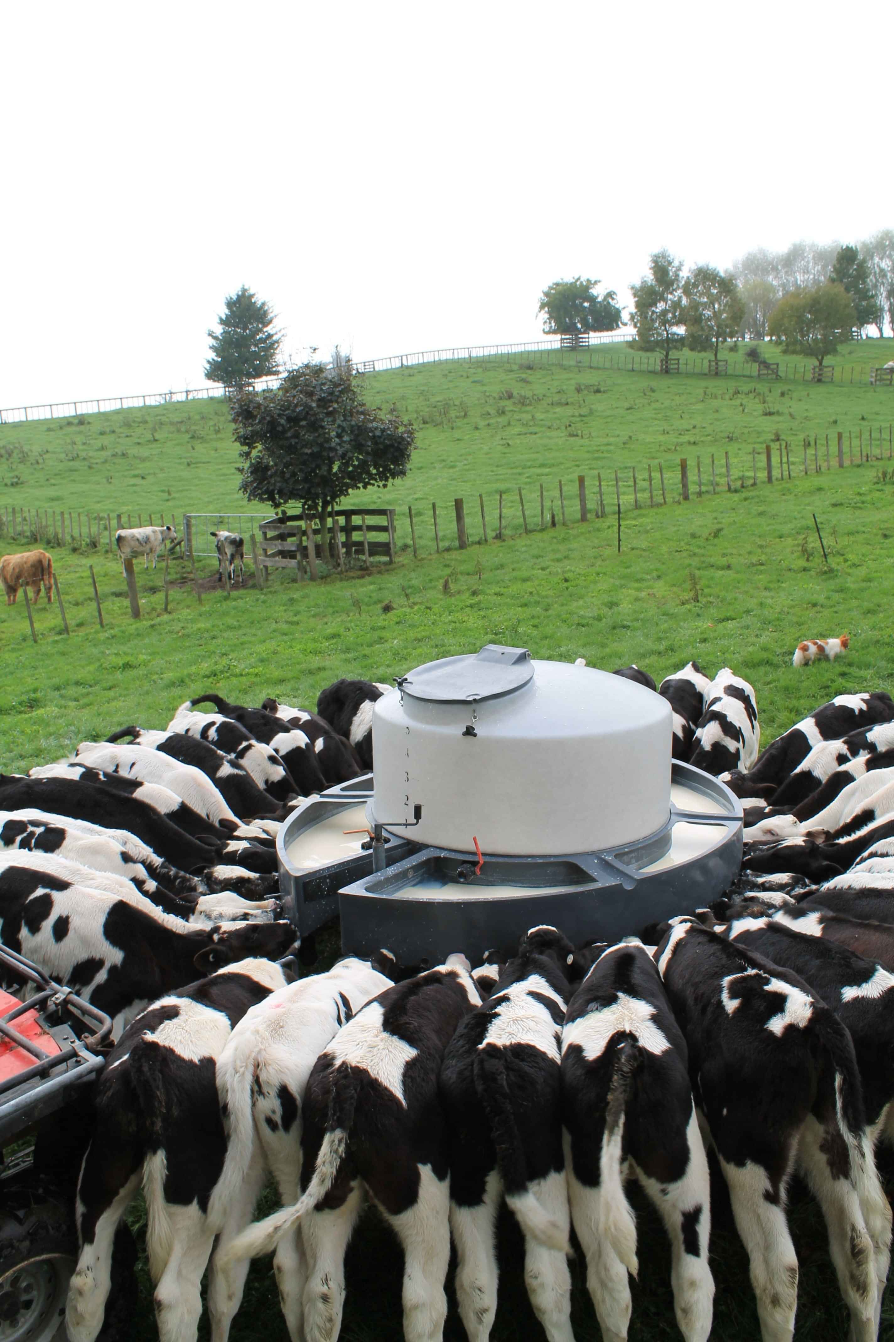 Calves feeding on OptiCalf Flourish