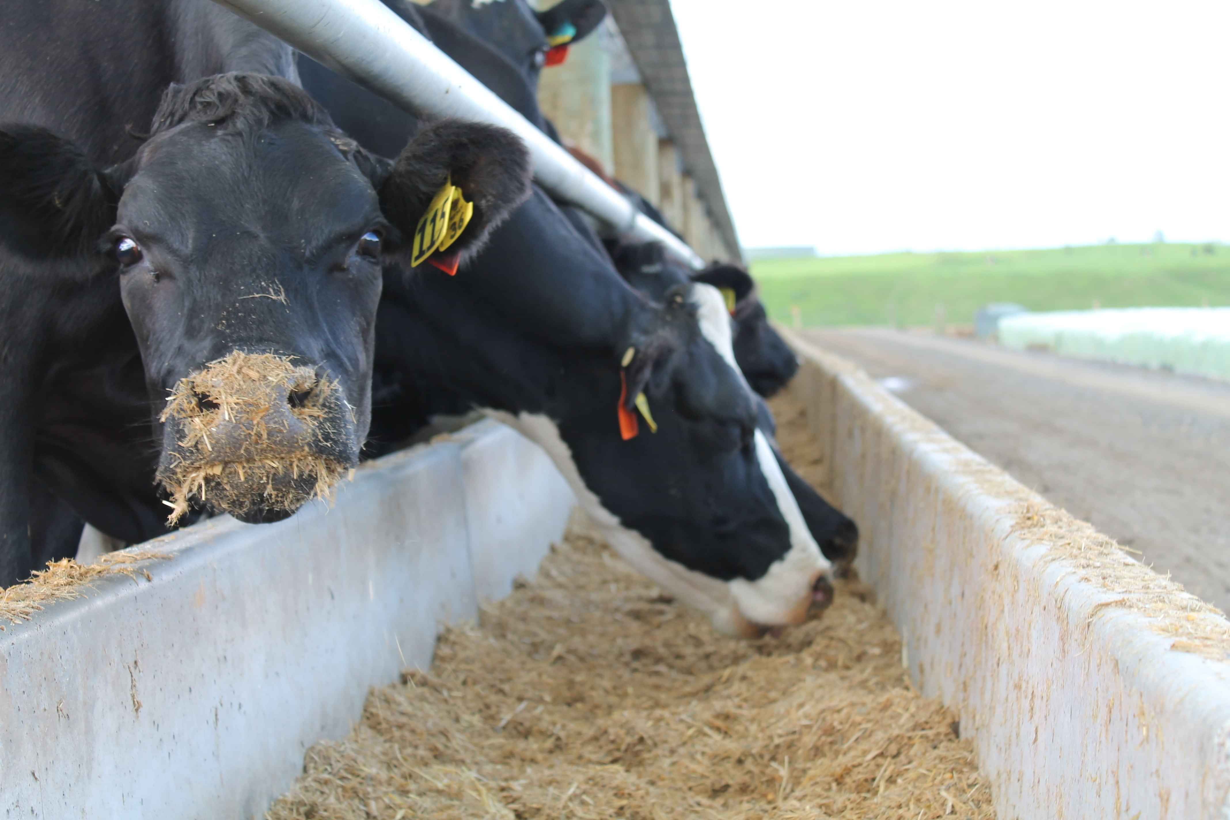 Optimate dispersible granule