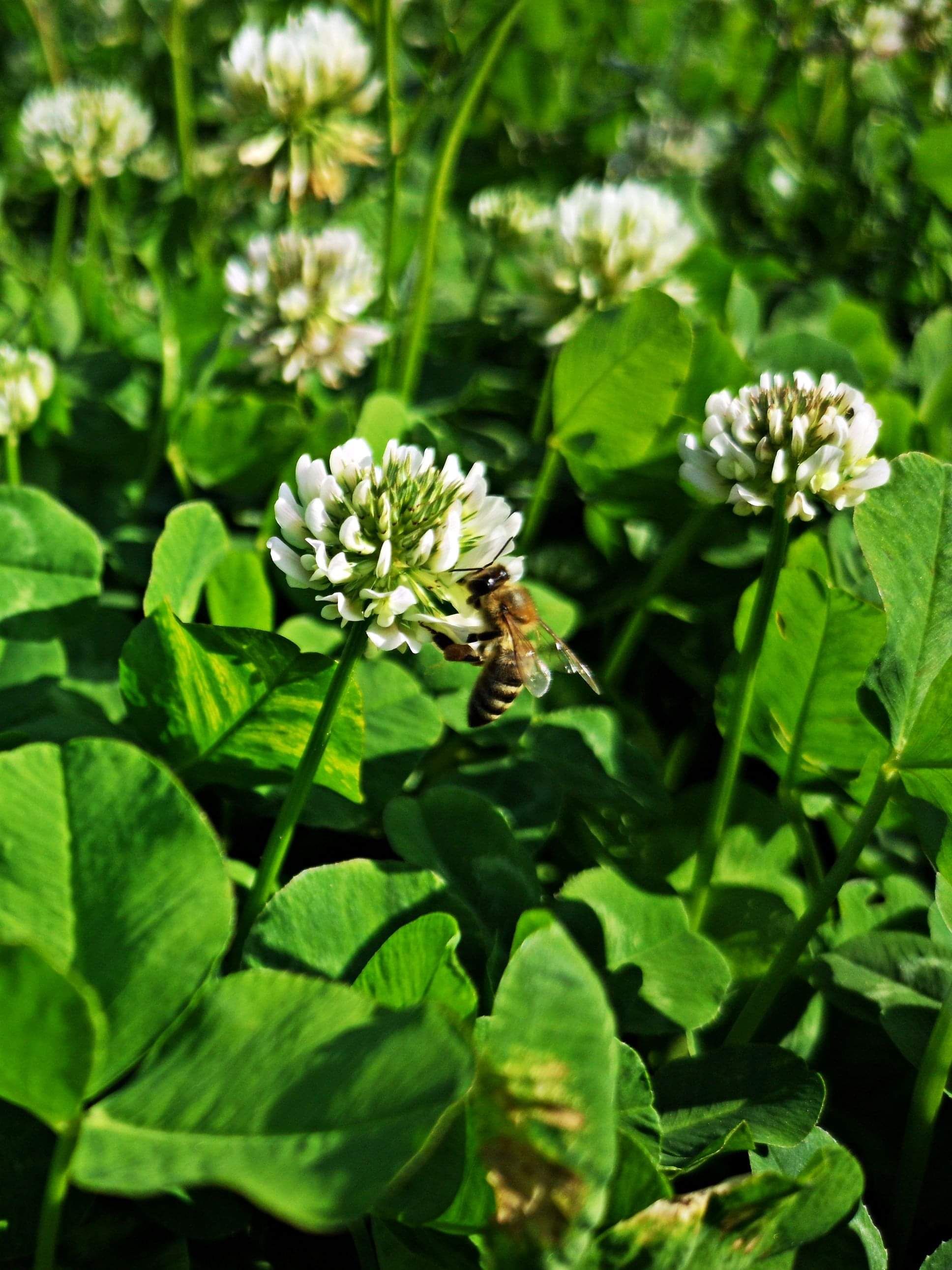 Clover from using AgriFert NS32