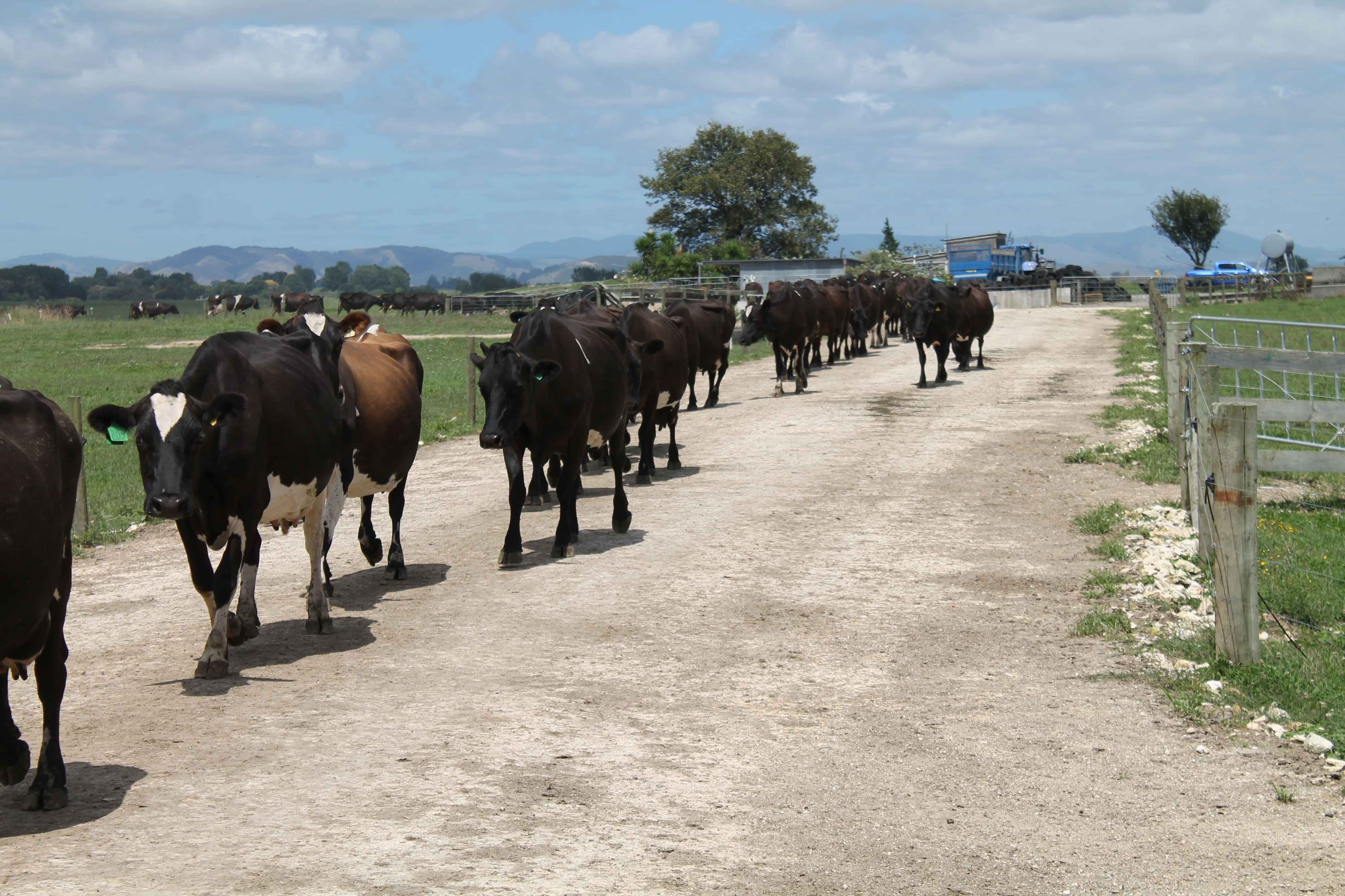 StockRock race rock for dairy cows