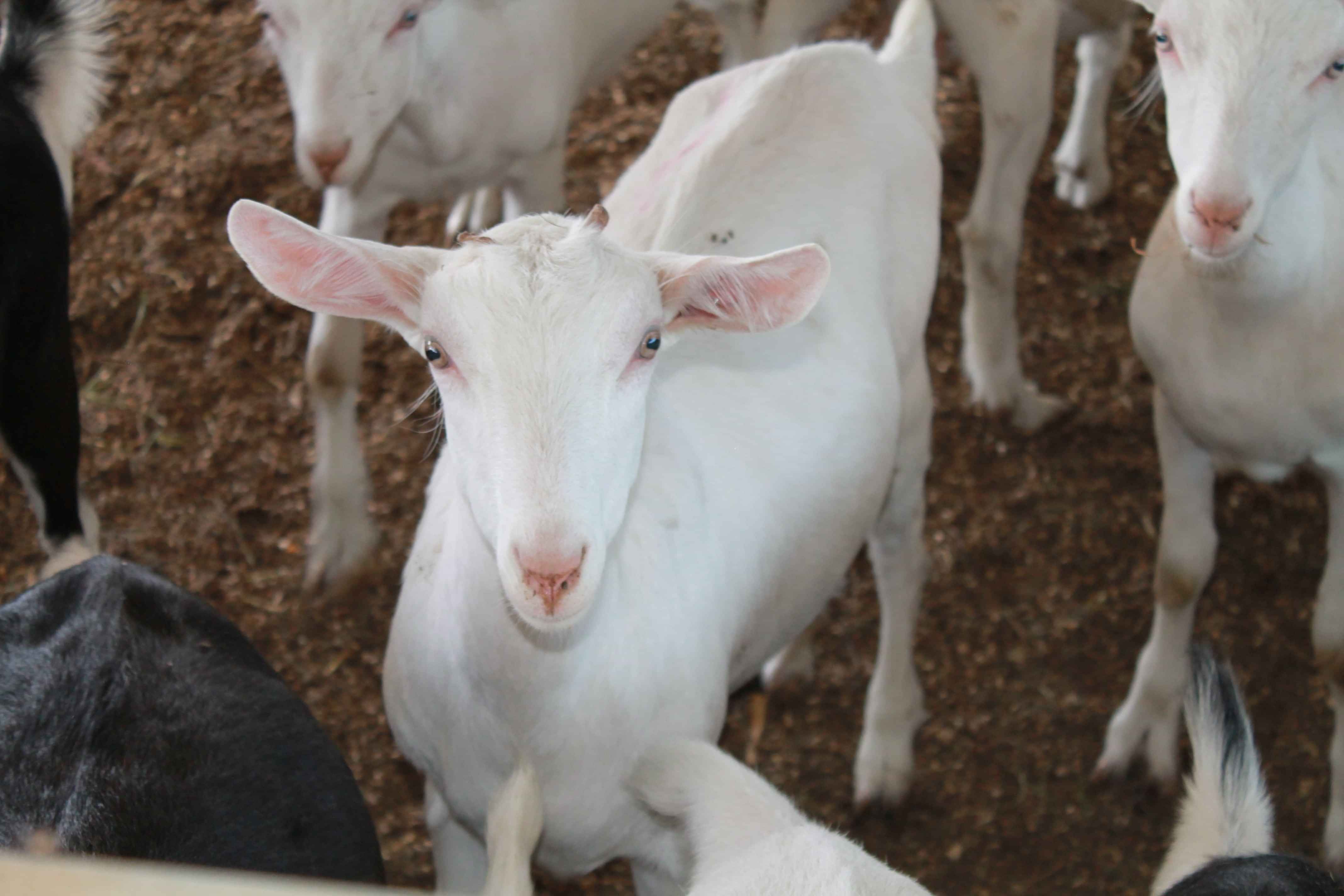 Goat using Optimate feed supplement