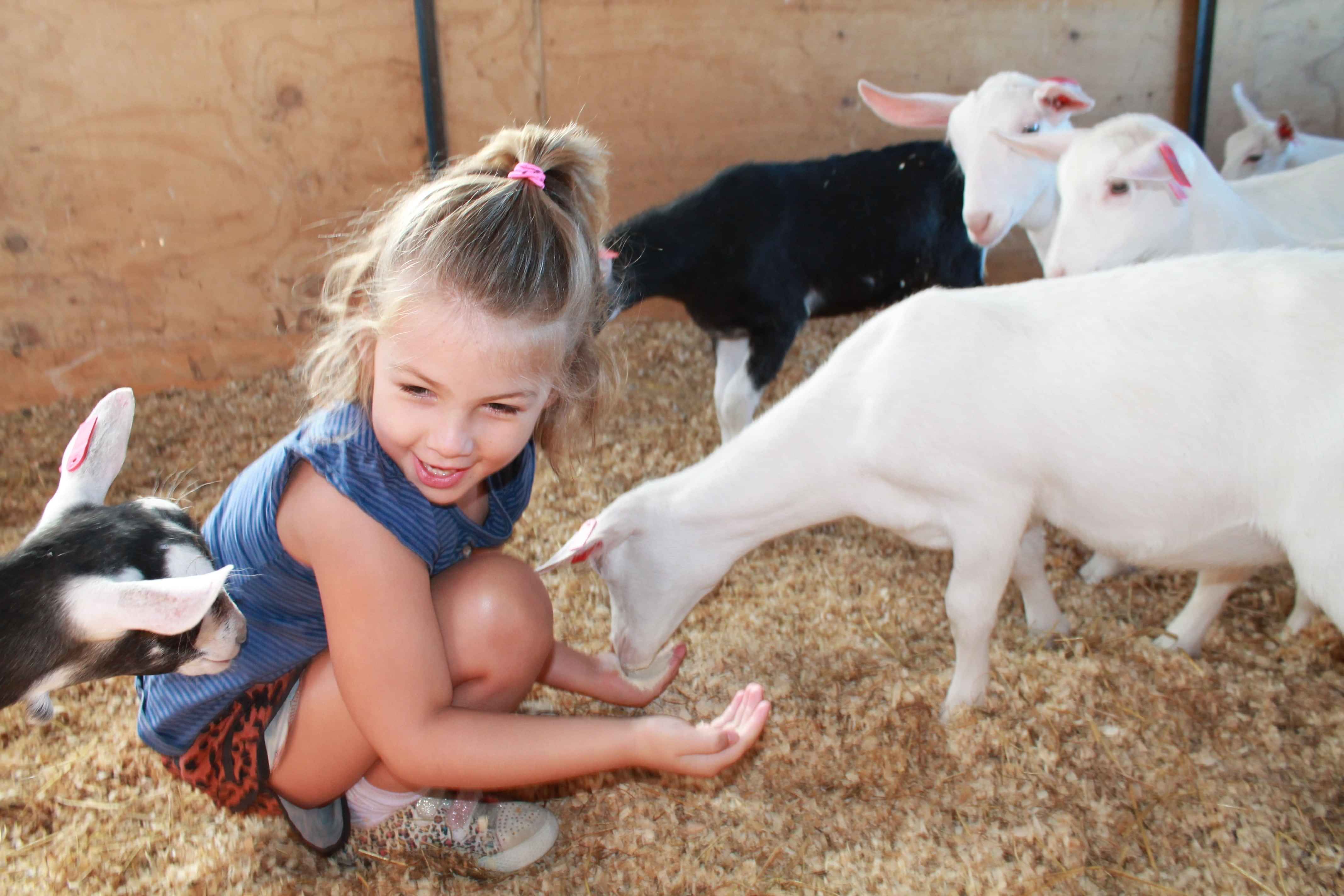 OptiKid and Lamb for goat kids