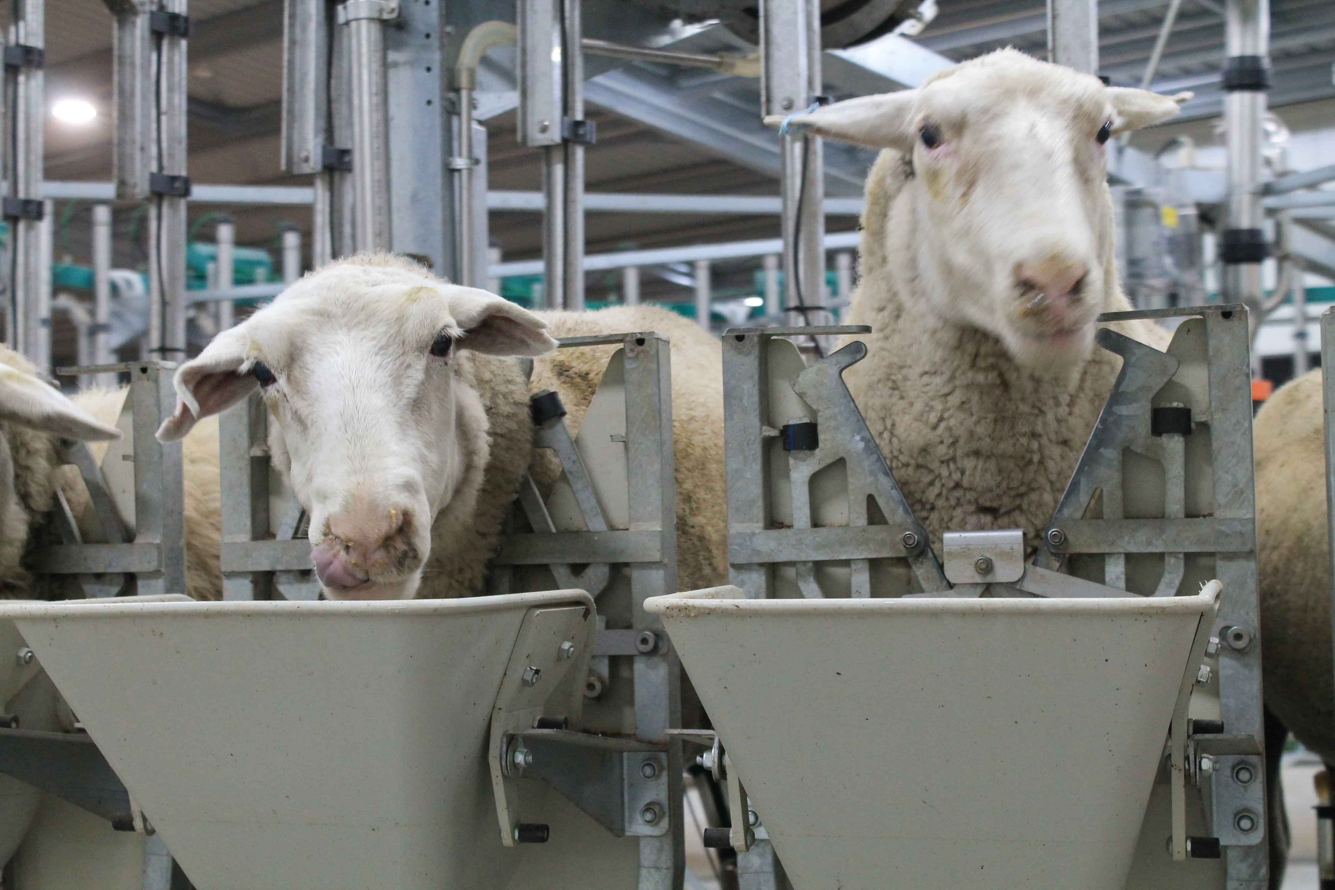 Dairy sheep for Optimate range