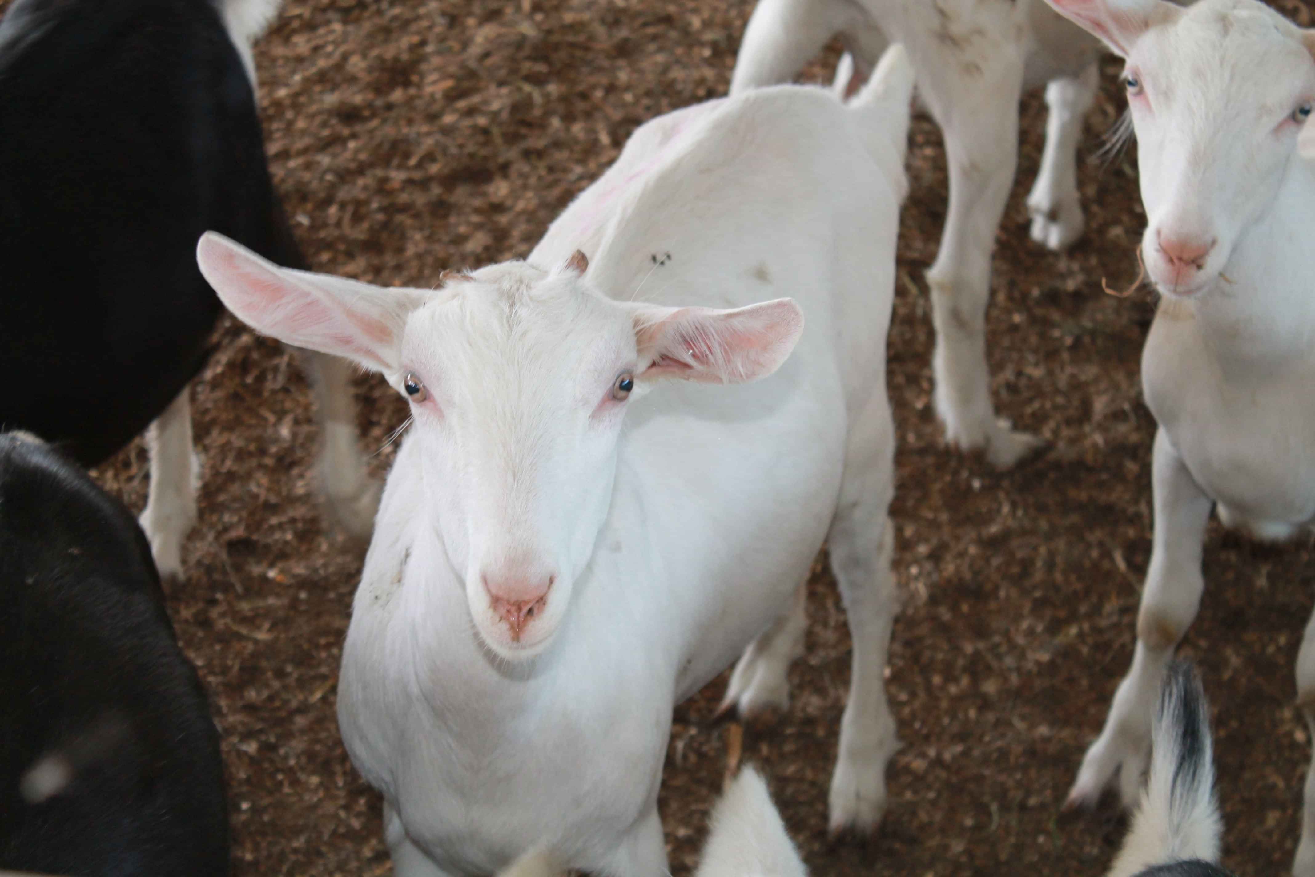 Optimate Goat feed supplement