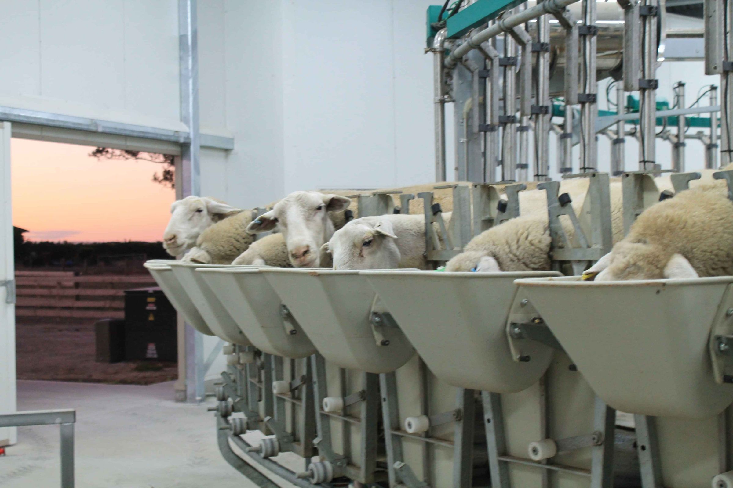 Optimate Sheep range