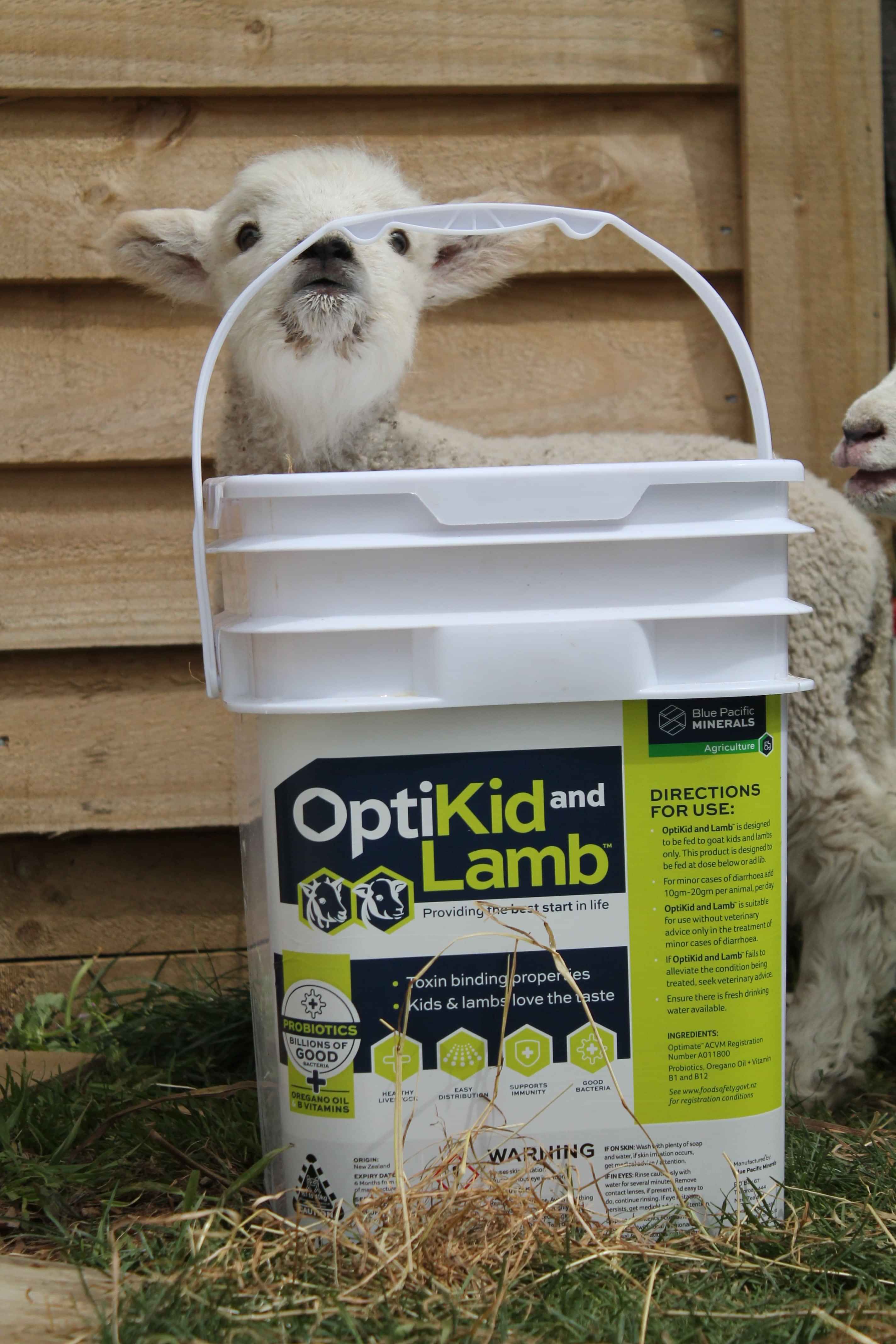 Lamb with OptiKid and Lamb