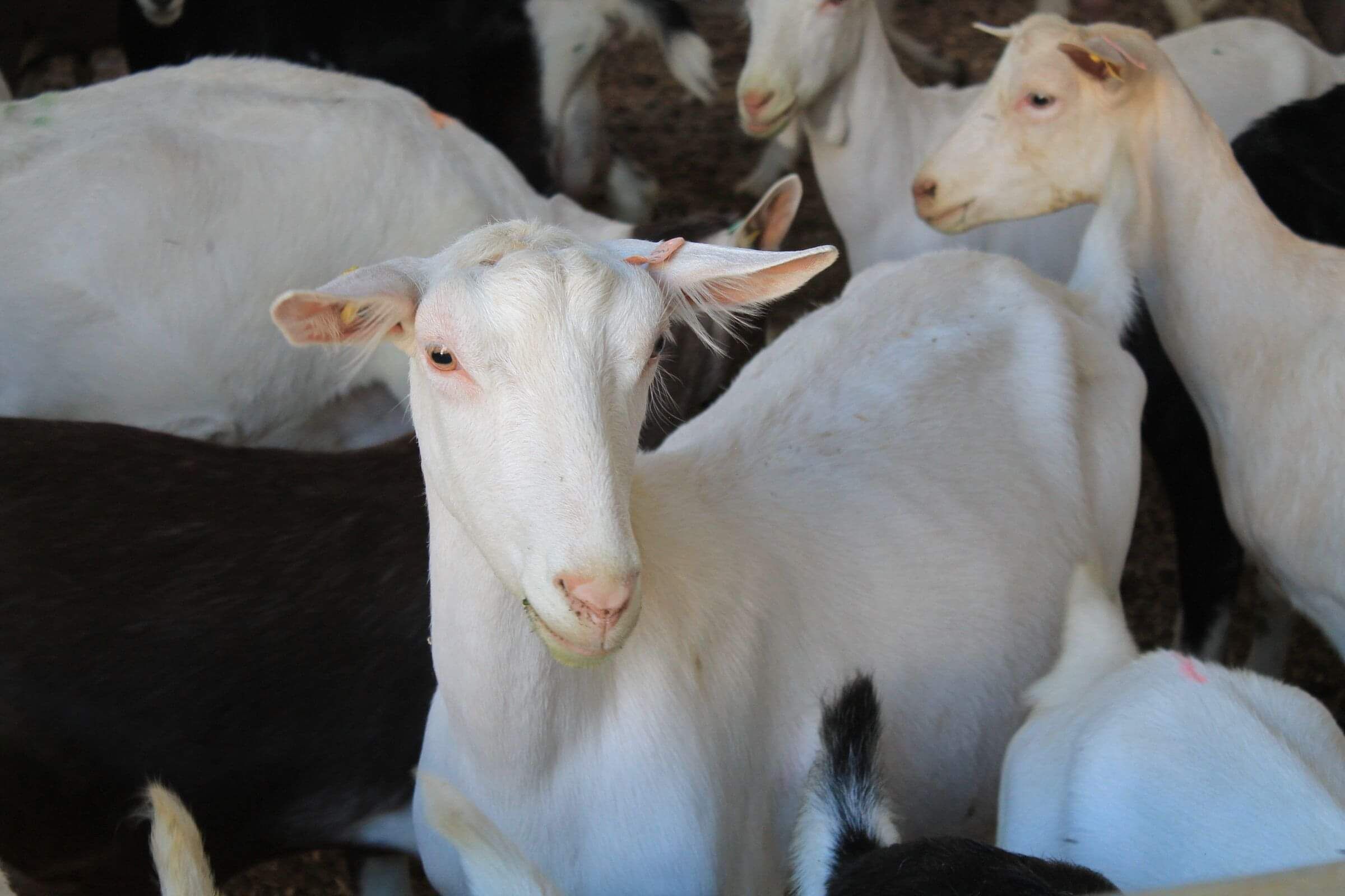 Goat uses Optimate Feed Supplement