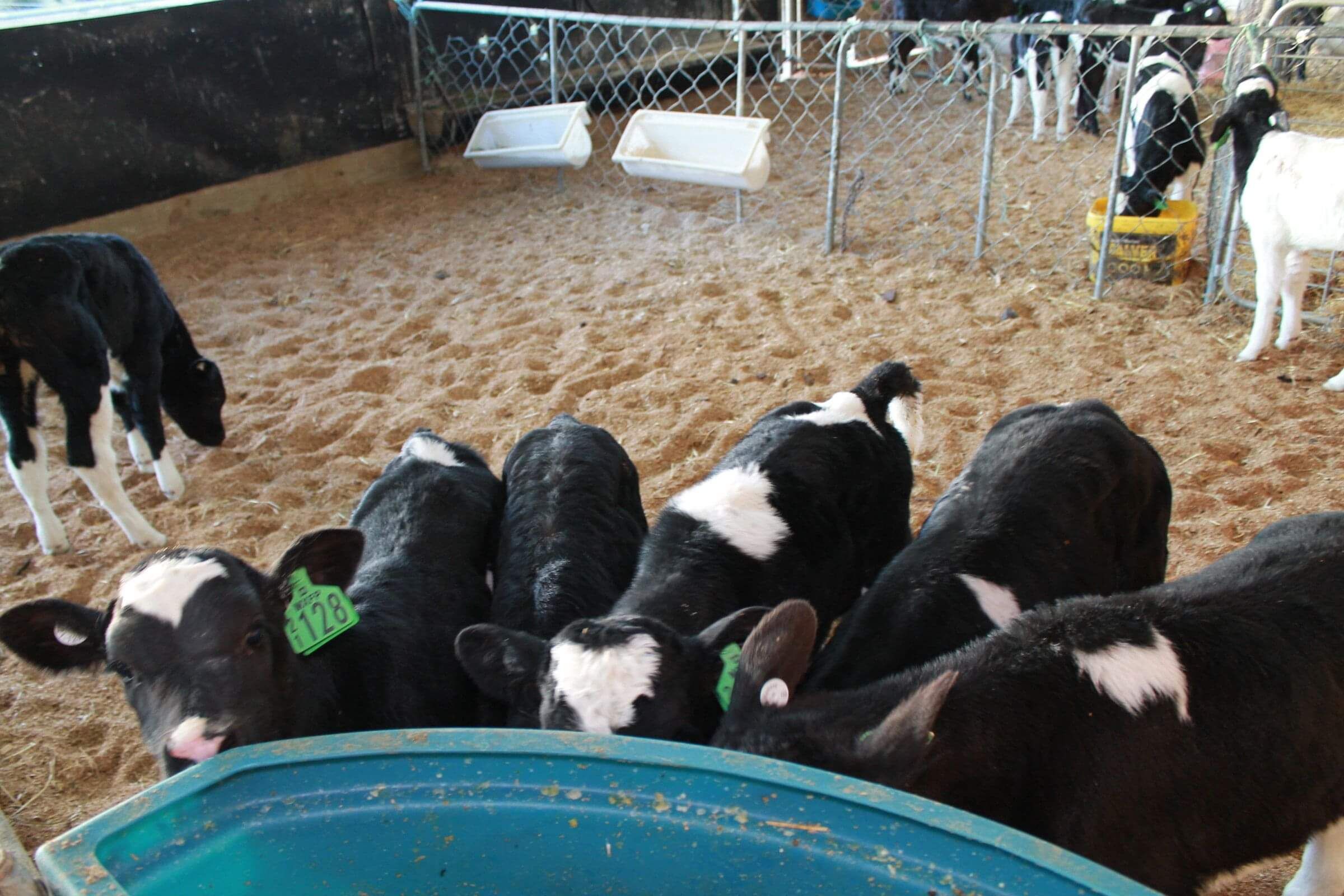 Calves drinking milk with OptiCalf Flourish