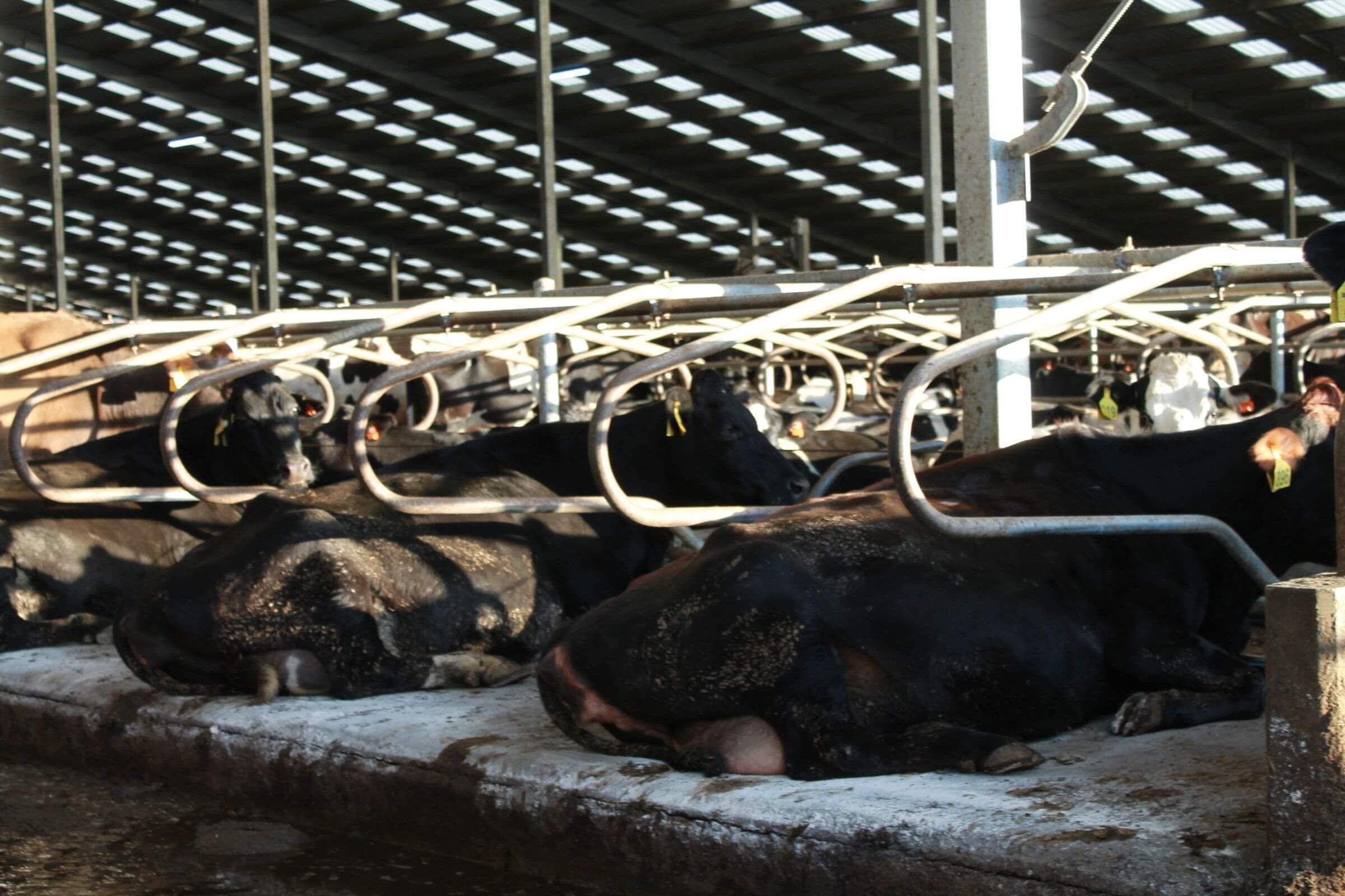 Cows lying on bedding with ZorbiFresh Active in barns