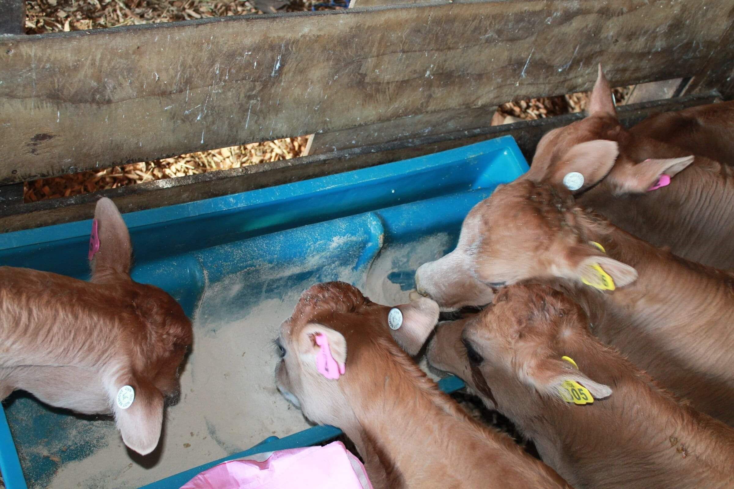 Calves eating OptiCalf