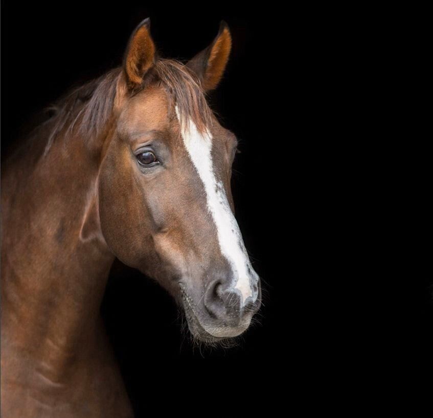 FixCalm Horse