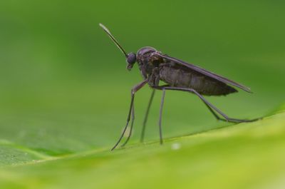 Hyper-mites (Fungas Gnat/Scariad Fly, Thrip pupae control)