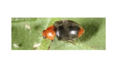 Cryptolaemus Ladybirds (Scale &amp; Mealy bug control)