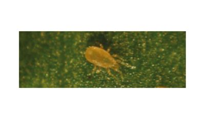 Mite-A (Two-spotted Spider Mite, Red mite, Cyclamen mite, Thrip control)