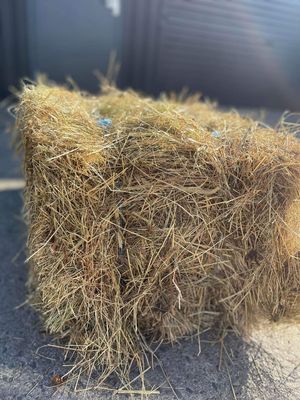 Conventional Hay - Horse Mix (South Island)