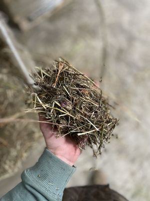 Red Clover Hay - Compressed