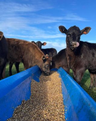 Highfields Calf Meal