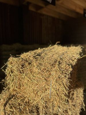 Lucerne Hay - Conventional