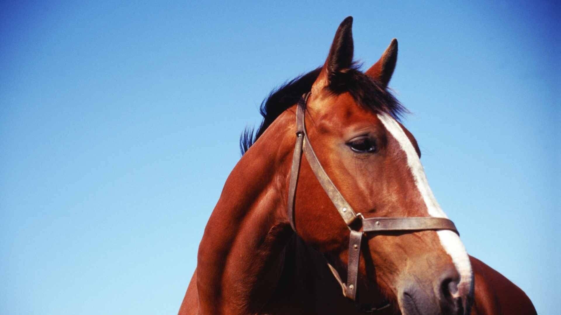Horse Supplements NZ
