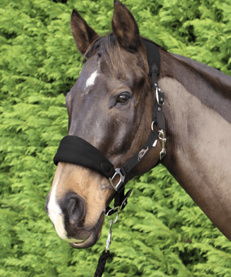 Cavallino Padded Web Halter and Lead Set