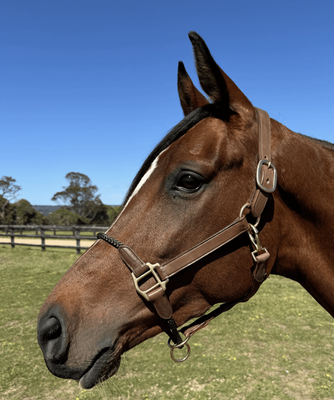 Leather Control Rope Halter