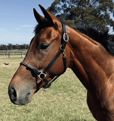 Leather Halter Soft Rope Nose