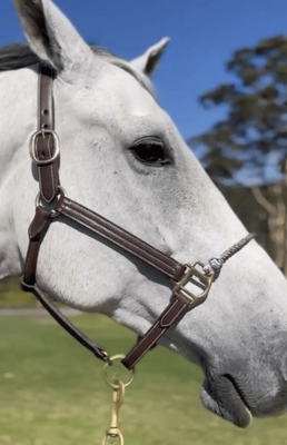 Leather Halter With Waxed Rope