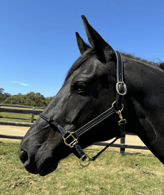 Leather Halter Soft Rope - Black